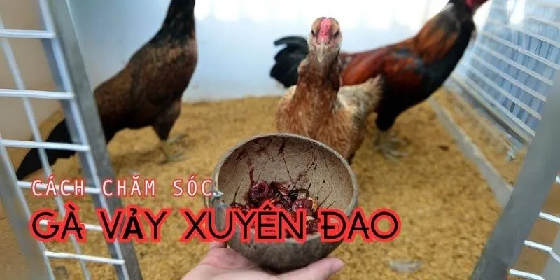 Xây dựng chế độ dinh dưỡng cho gà đá xuyên đao