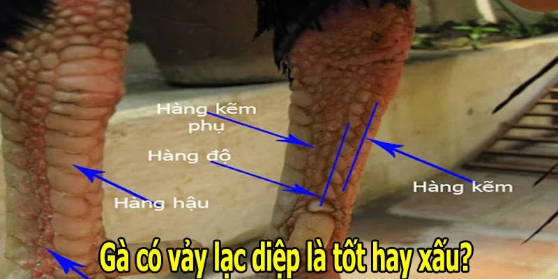 Gà chiến vảy lạc diệp đá tốt hay không?