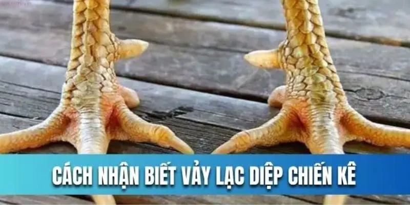 Cách nhận biết chiến kê có vảy lạc diệp đơn giản